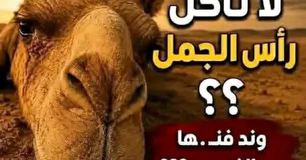 هل تعرف لماذا لا نأكل رأس الجمل ؟؟