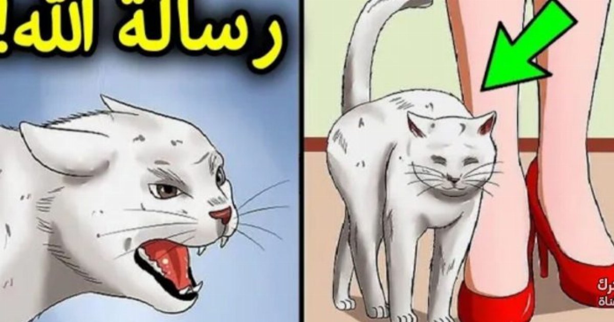 إذا اقتربت منك قطة فهناك 3 رسائل من الله لك (تعرف عليهم)