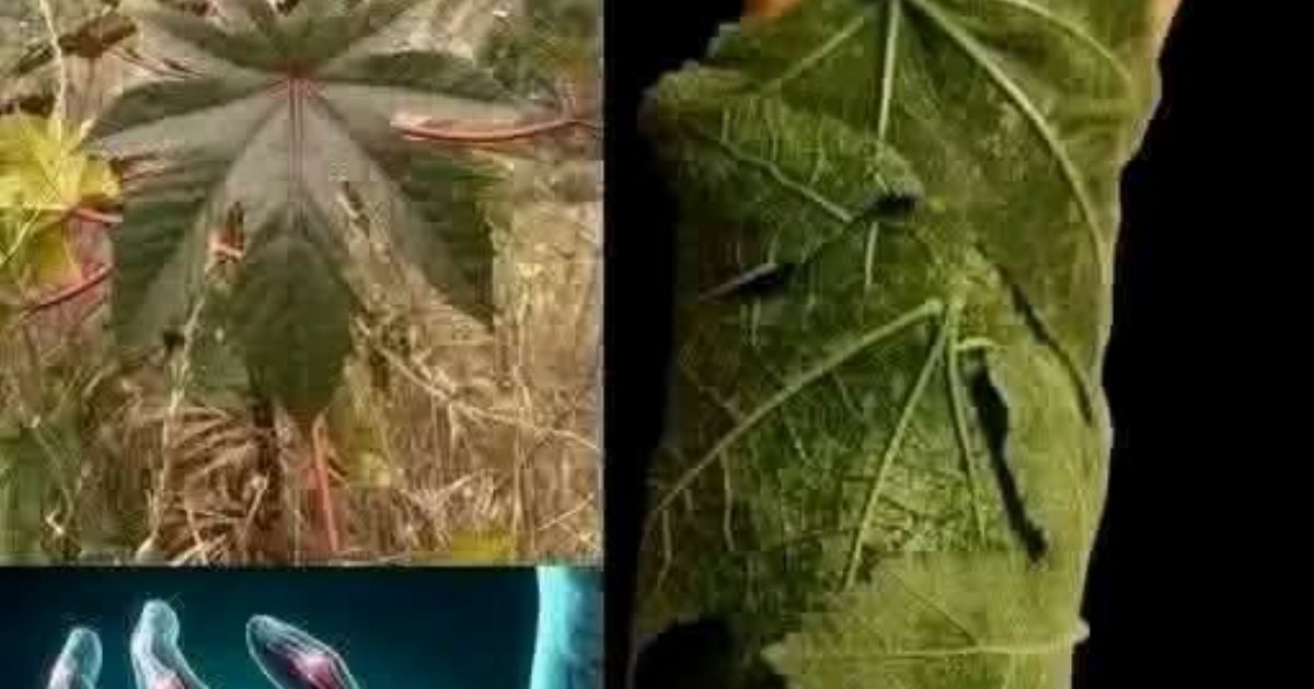 عـ.ـلاج الـ.ـم المفاصل و وجـ.ـع العـ.ـظام فقط قُم بتـ.ـطبيق هذه الـ.ـأوراق المجـ.ـانية والرخيـ.ـصة وستجـ.ـعلك تستغـ.ـنى عن الأدويـ.ـة باهظة الثمن اكتب مهتم او ت