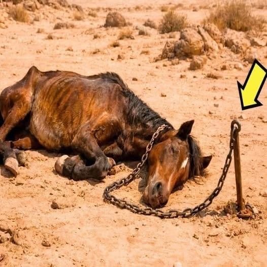 حصانٌ بسلسلة في الصحراء وطفل فقير… قصة حقيقية هزّت القلوب