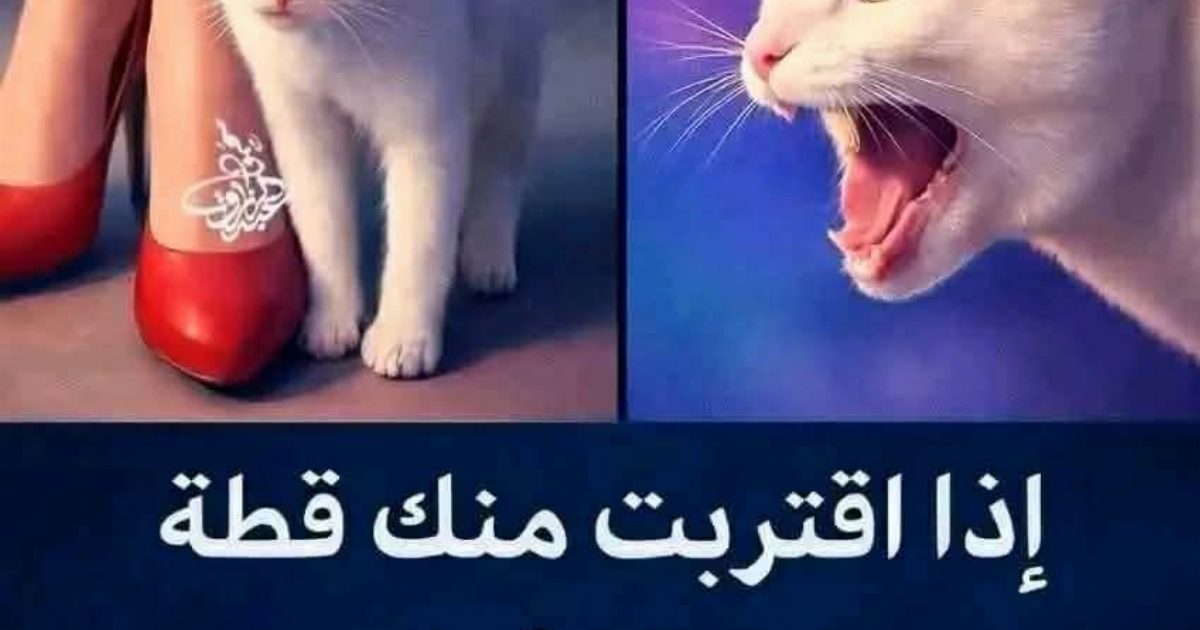 إذا اقتربت منك قطة.. فهذا يعني أن هناك رسائل من الله لك ... المزيد