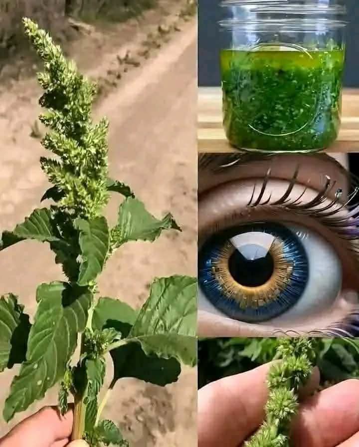سترمي النظارات الطبية لو عندك البصر ضعيف بهذه الوصفة سترى مثل عين الصق